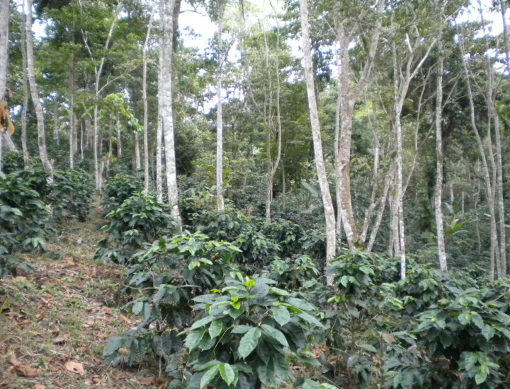 Mature shade grown coffee plants.