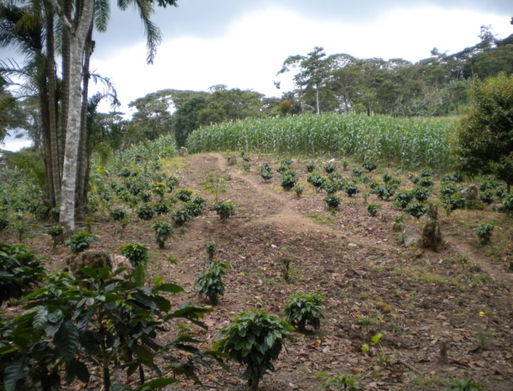 Shade grown coffee contributes to health of local watershed and brings higher profits to local farmers.